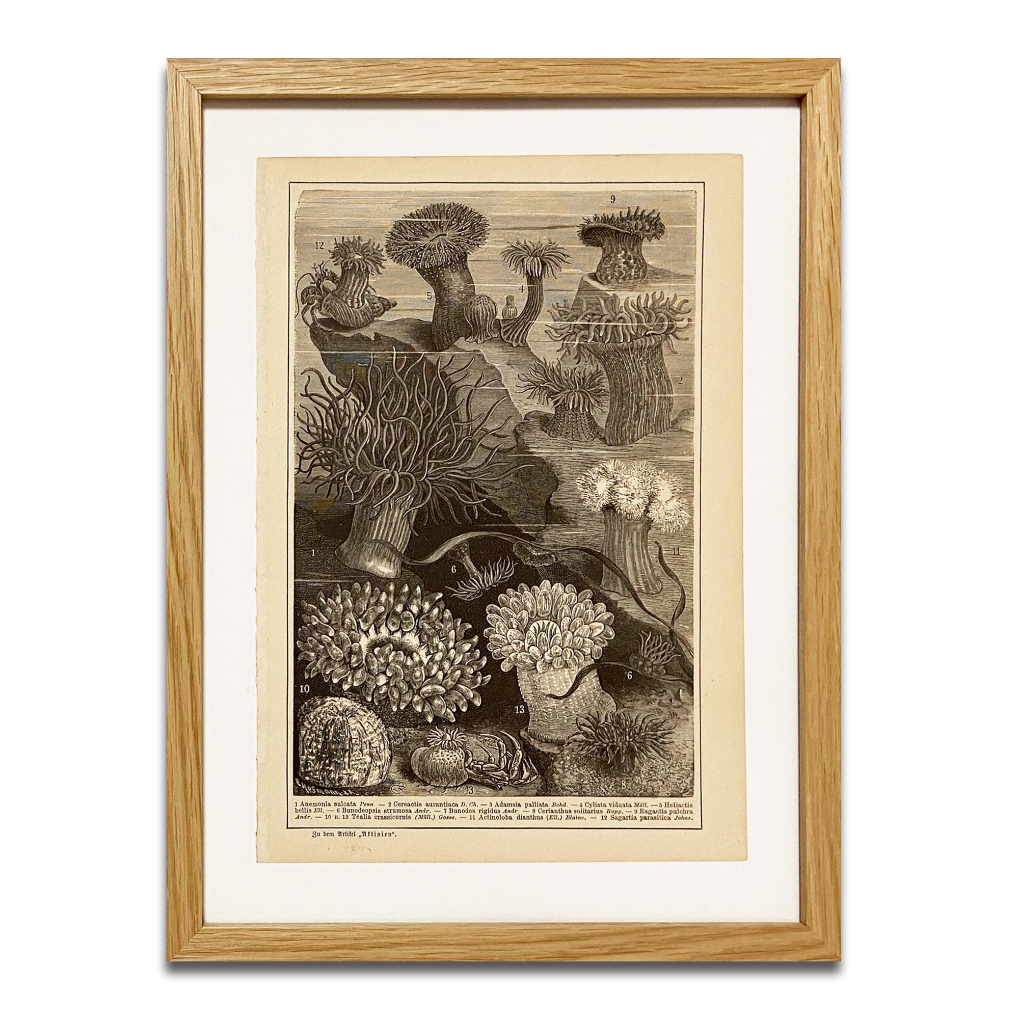 Unknown Still-Life Print - Anemone Print in Wooded Frame, from Antiquarian Encyclopedia, Botanical Prints