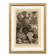 Impression anémone dans un cadre en bois, de l'encyclopédie ancienne, estampes botaniques