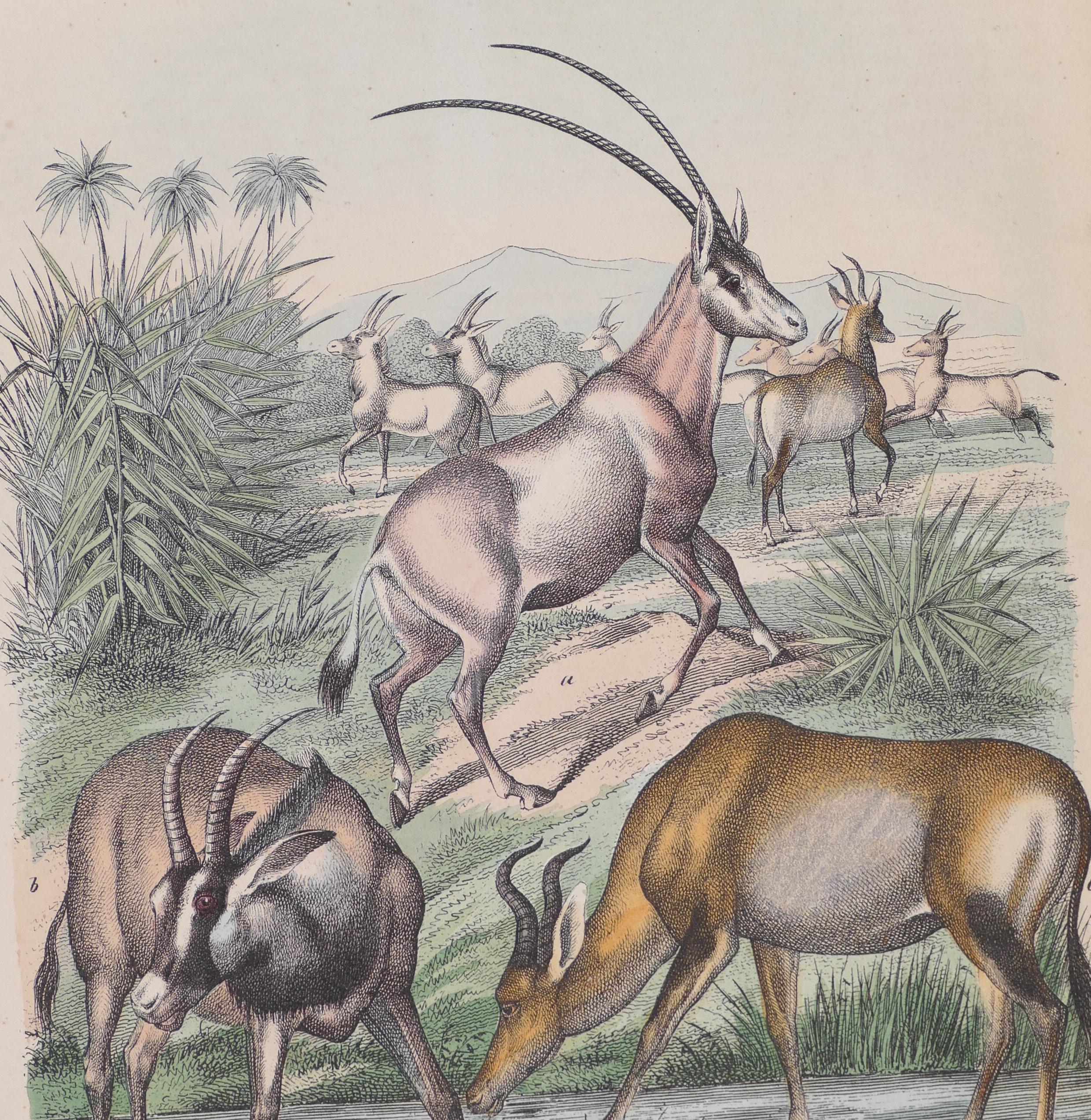 Antelopes - Original Lithograph - 1860 - Print by Unknown