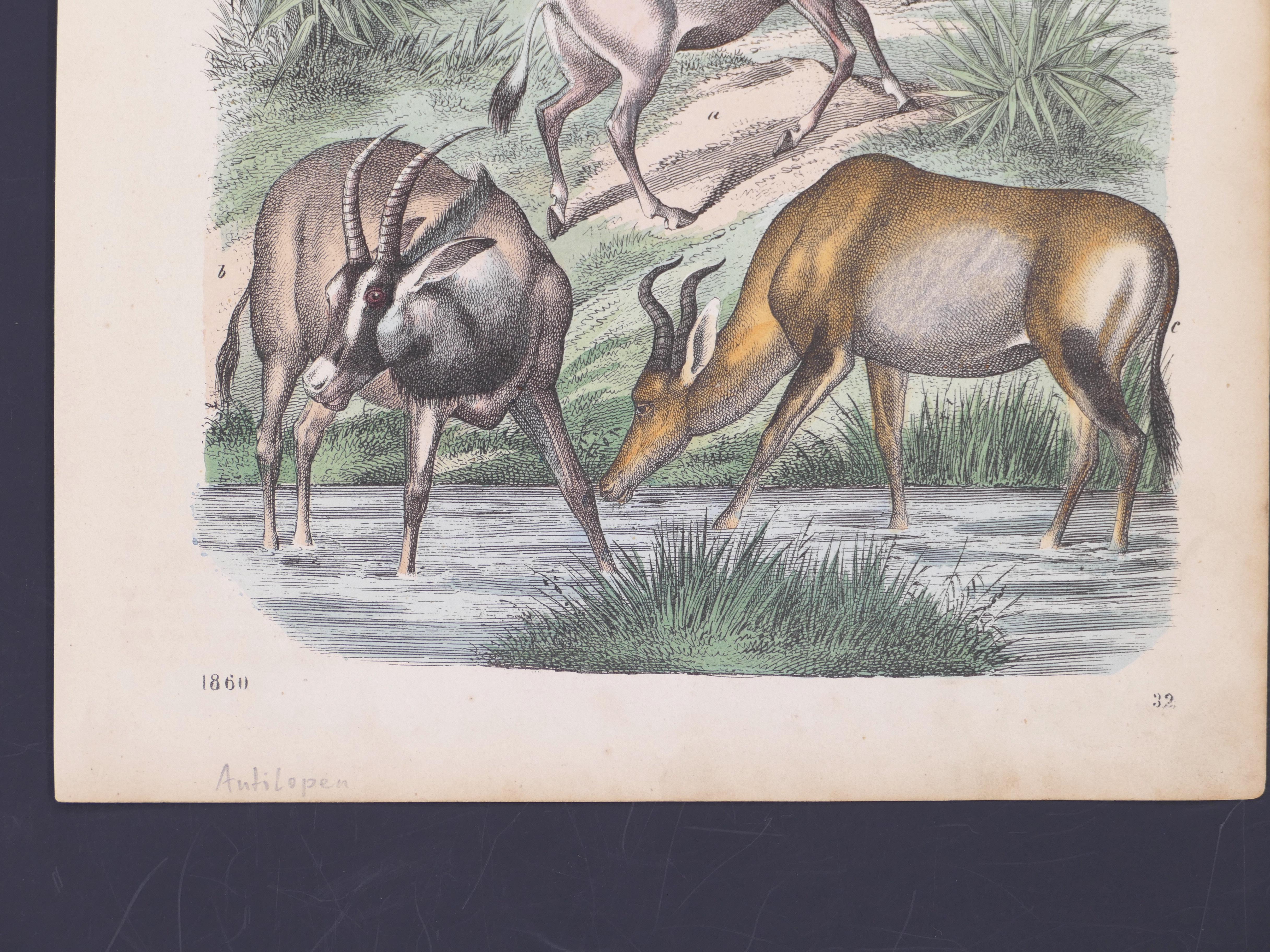 Antelopes is a color lithograph realized by an anonymous illustrator in 1860.

Image dimensions: 21.5 x 16.5 cm.

Titled in pencil bottom left, p. 32: Antilopen. The print is in very good condition.

Here, the antelopes are shown in a natural