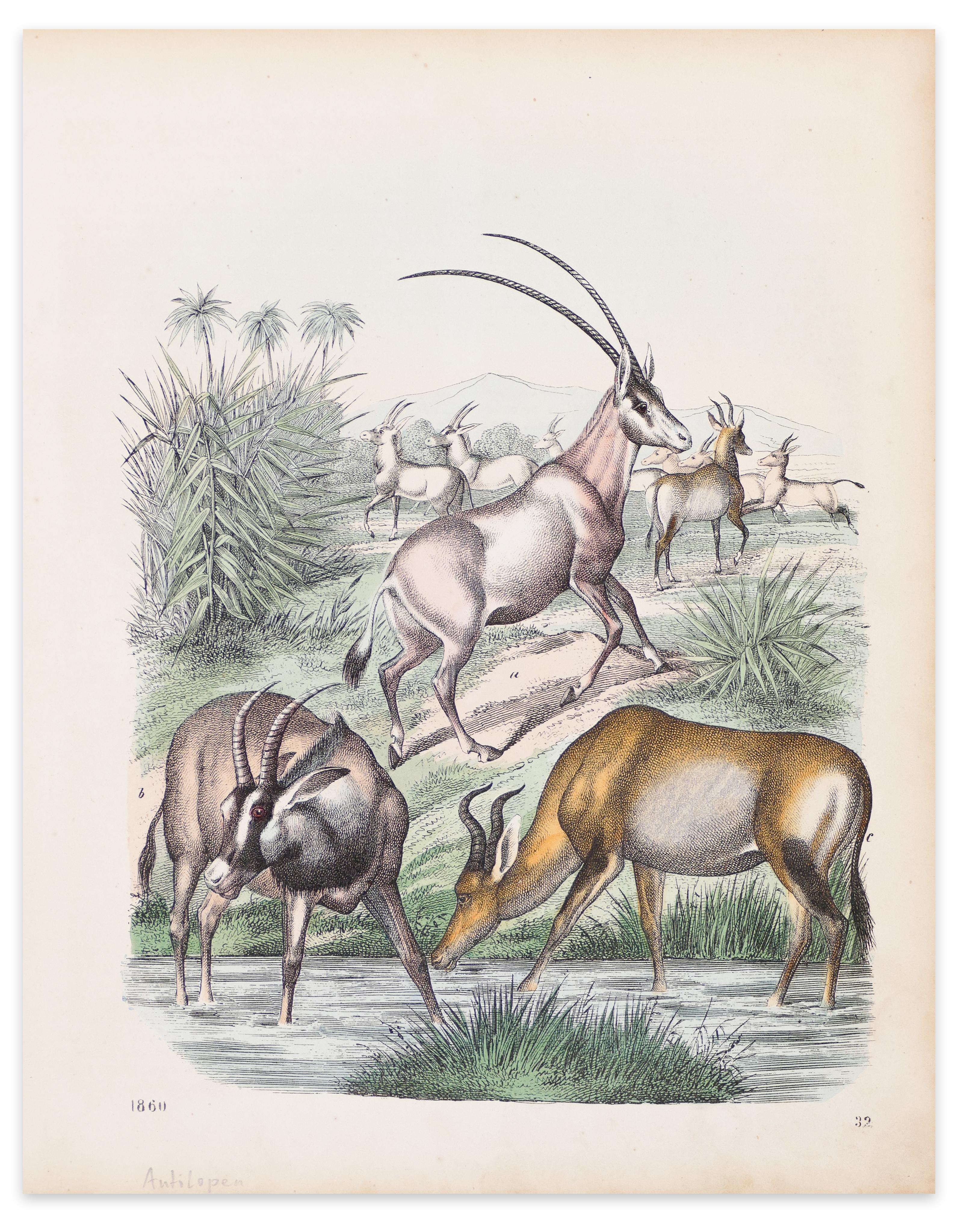 Unknown Figurative Print - Antelopes - Original Lithograph - 1860