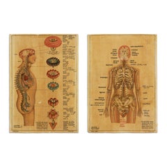 Chakras indiens Kundalini hindous et sanskrits anciens // Lot de 2 estampes anatomiques 