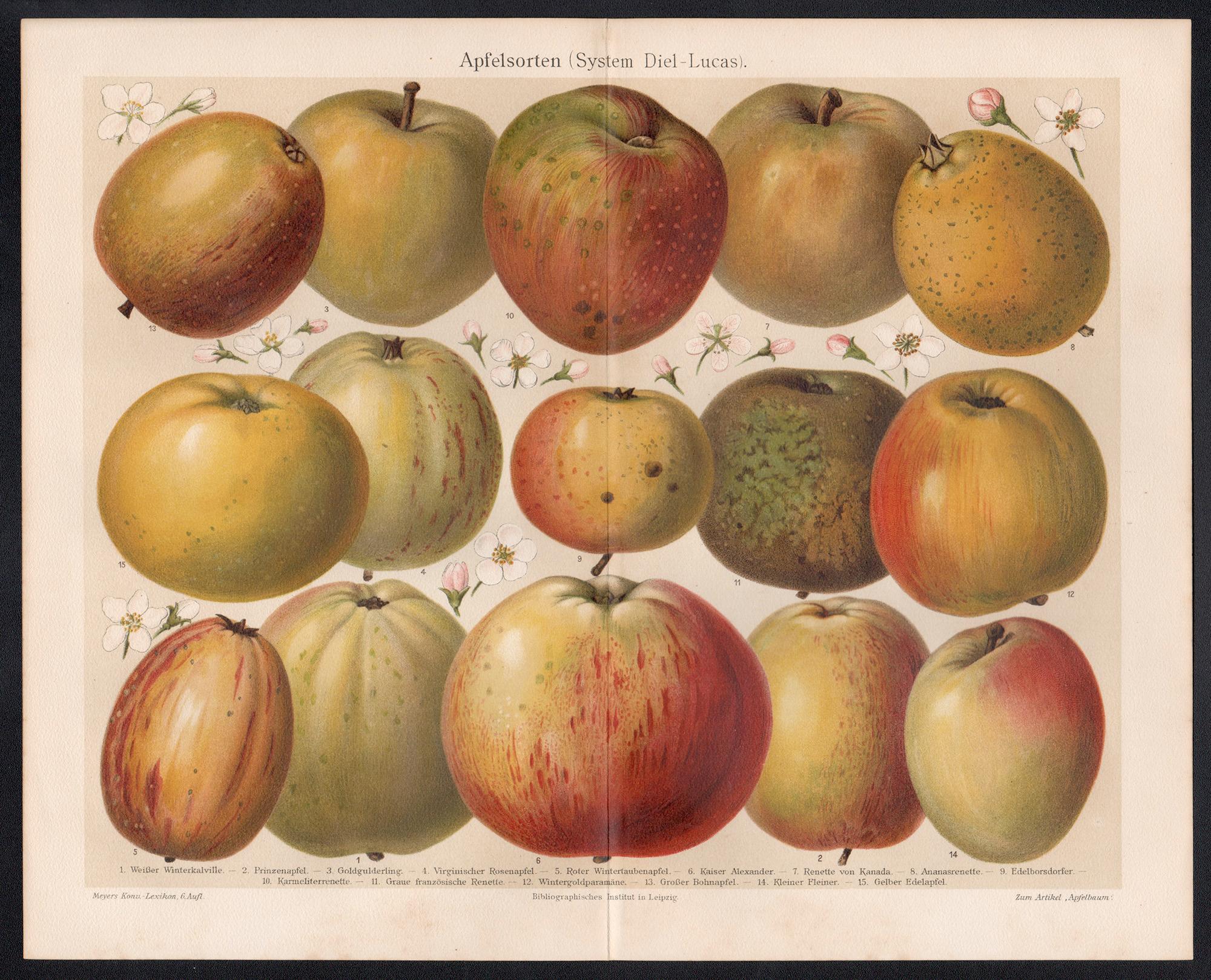 Apfelsorten (Aplle Varieties), German antique botanical fruit chromolithograph - Print by Unknown