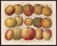 Apfelsorten (Aplle Varieties), German antique botanical fruit chromolithograph