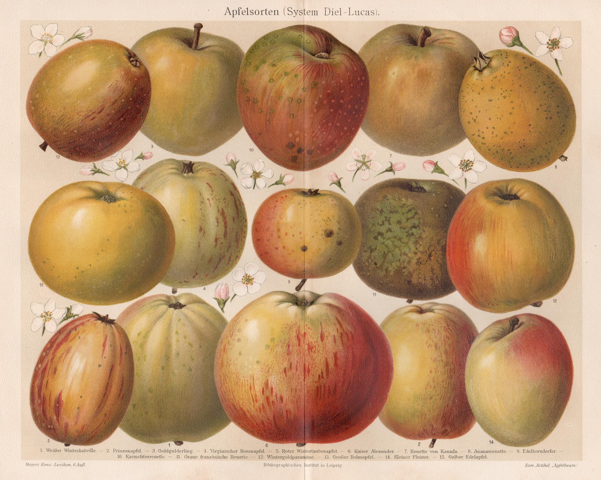Unknown Still-Life Print - Apfelsorten (Aplle Varieties), German antique botanical fruit chromolithograph