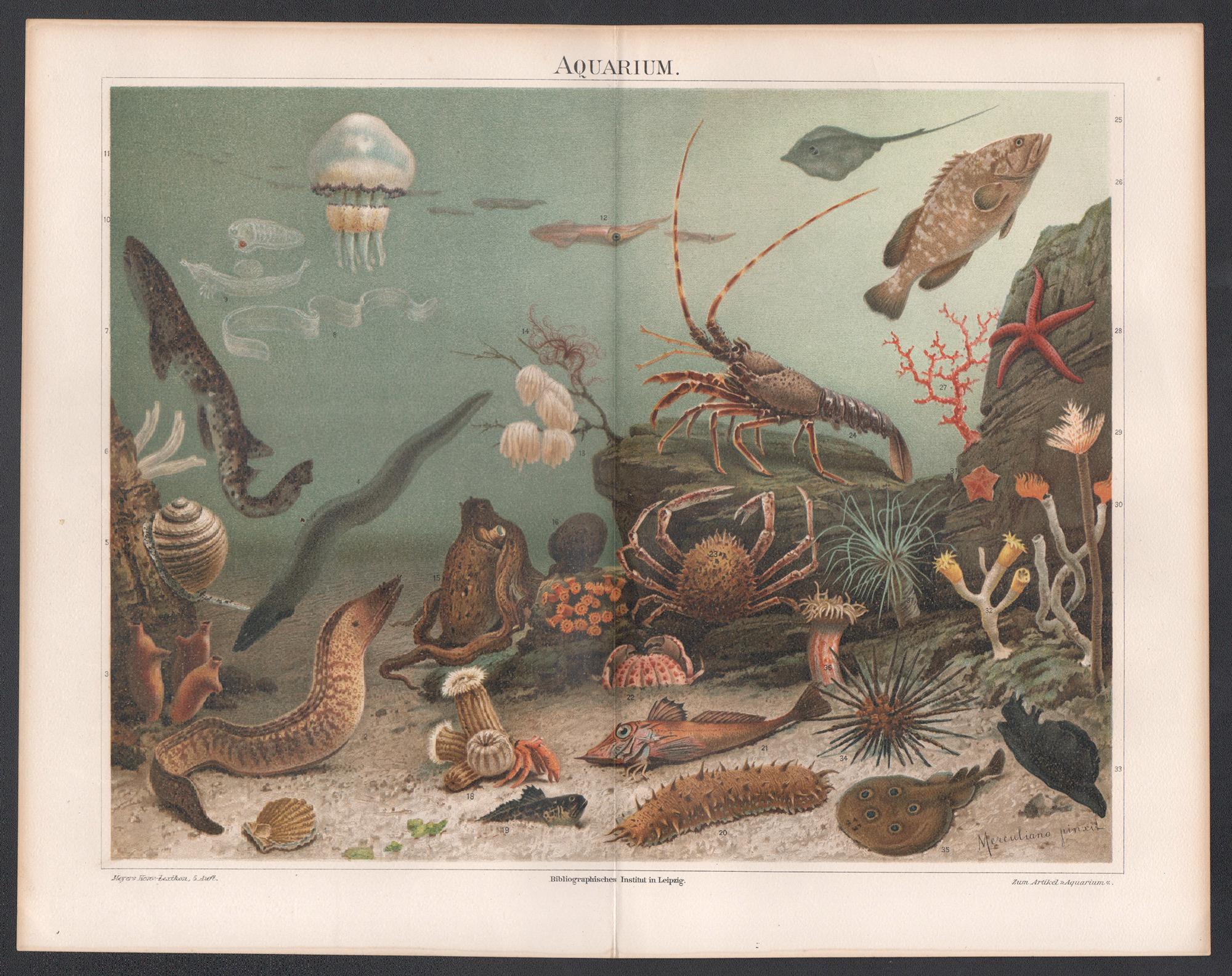Aquarium, German antique underwater sealife print - Print by Unknown