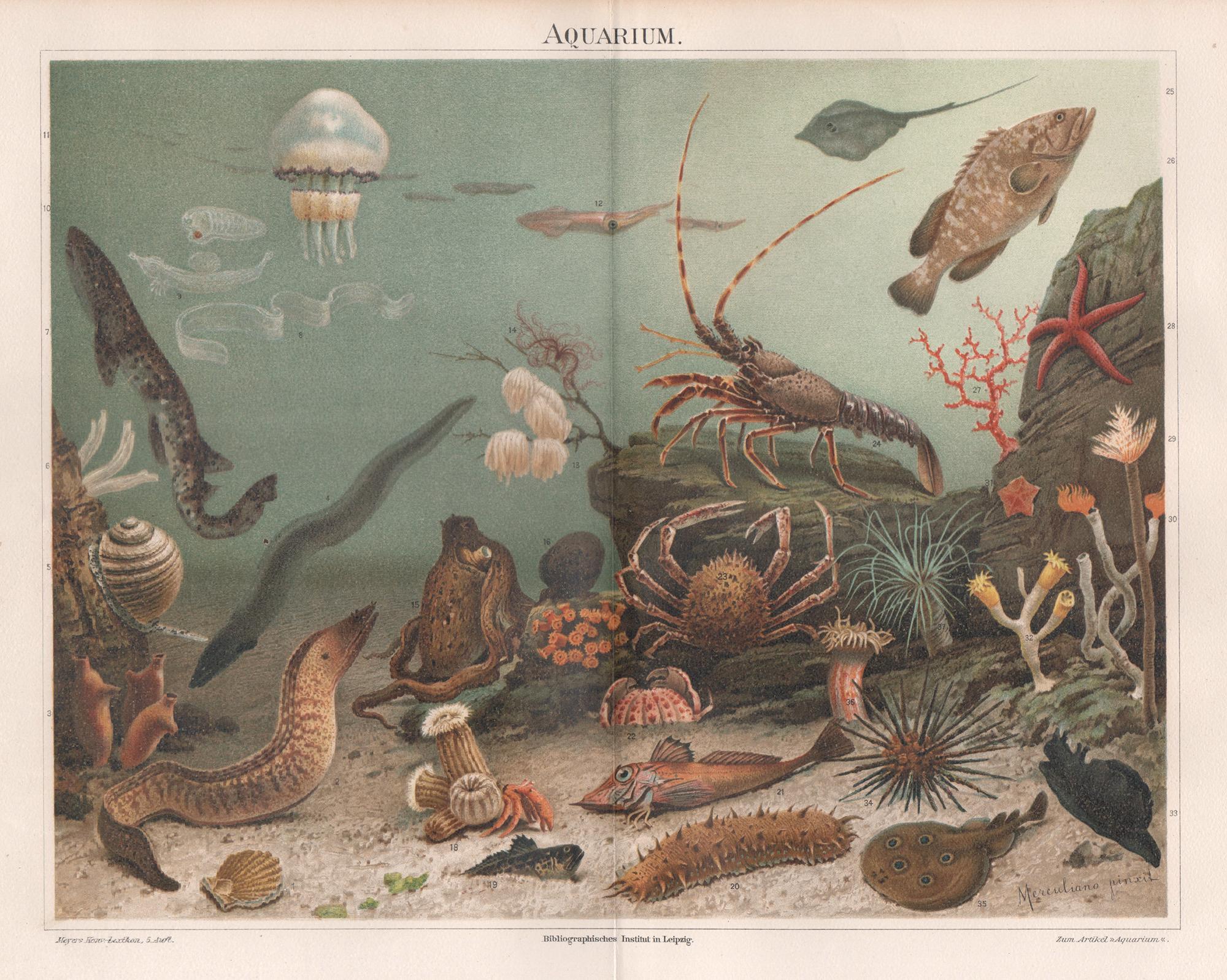 Unknown Print - Aquarium, German antique underwater sealife print