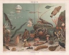 Aquarium, German Antique underwater sealife print