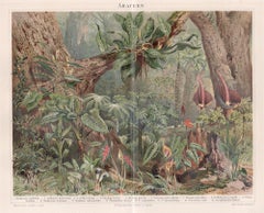 Aracea Arum Lilies, German antique botanical flowers chromolithograph print