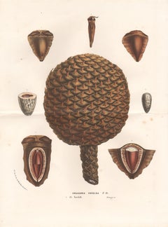 Araucaria Excelsa (Norfolk Island Pine), antique Australian botanical lithograph