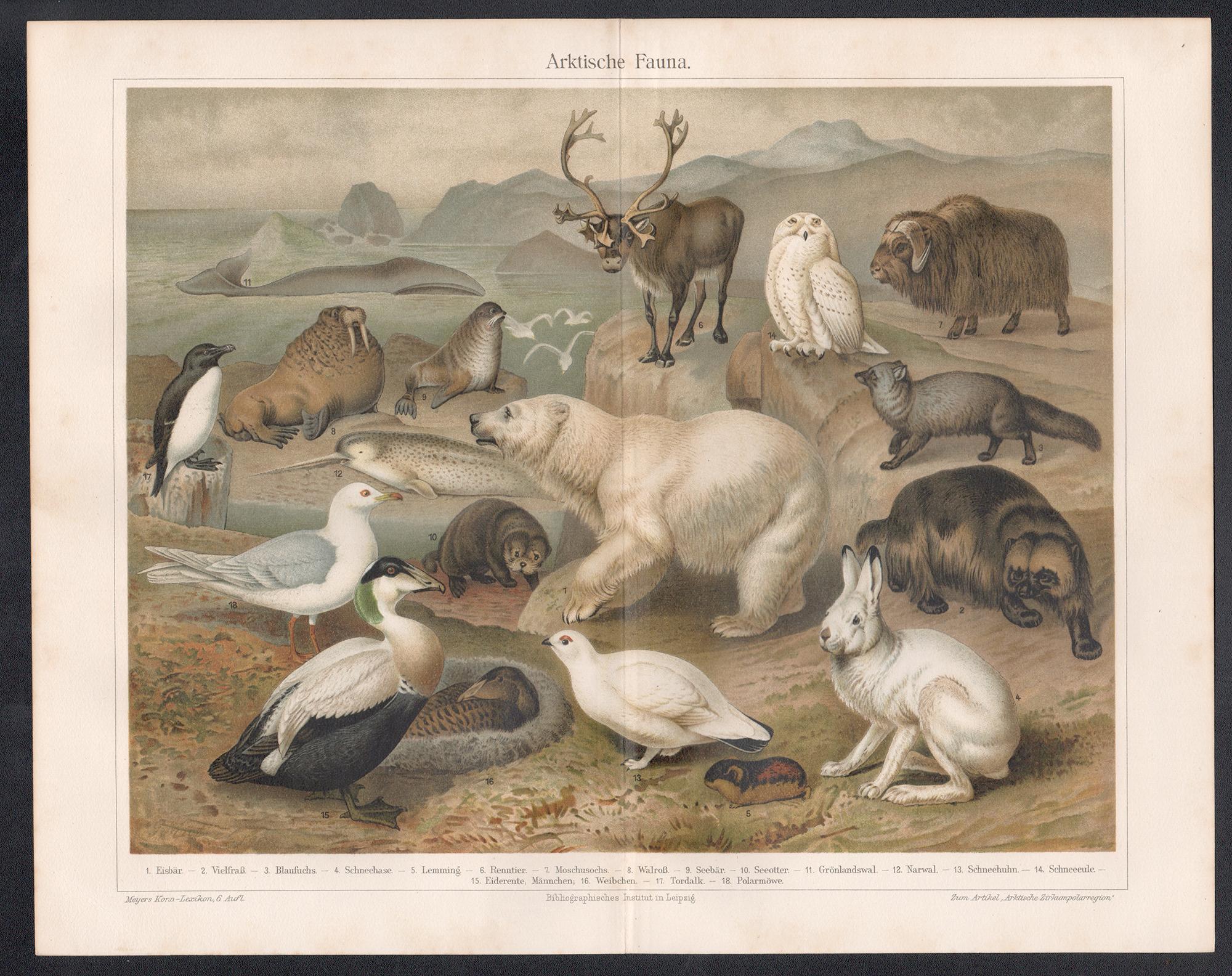 Antiquities Fauna (Faune arctique), chromolithographie allemande d'animaux anciens - Print de Unknown