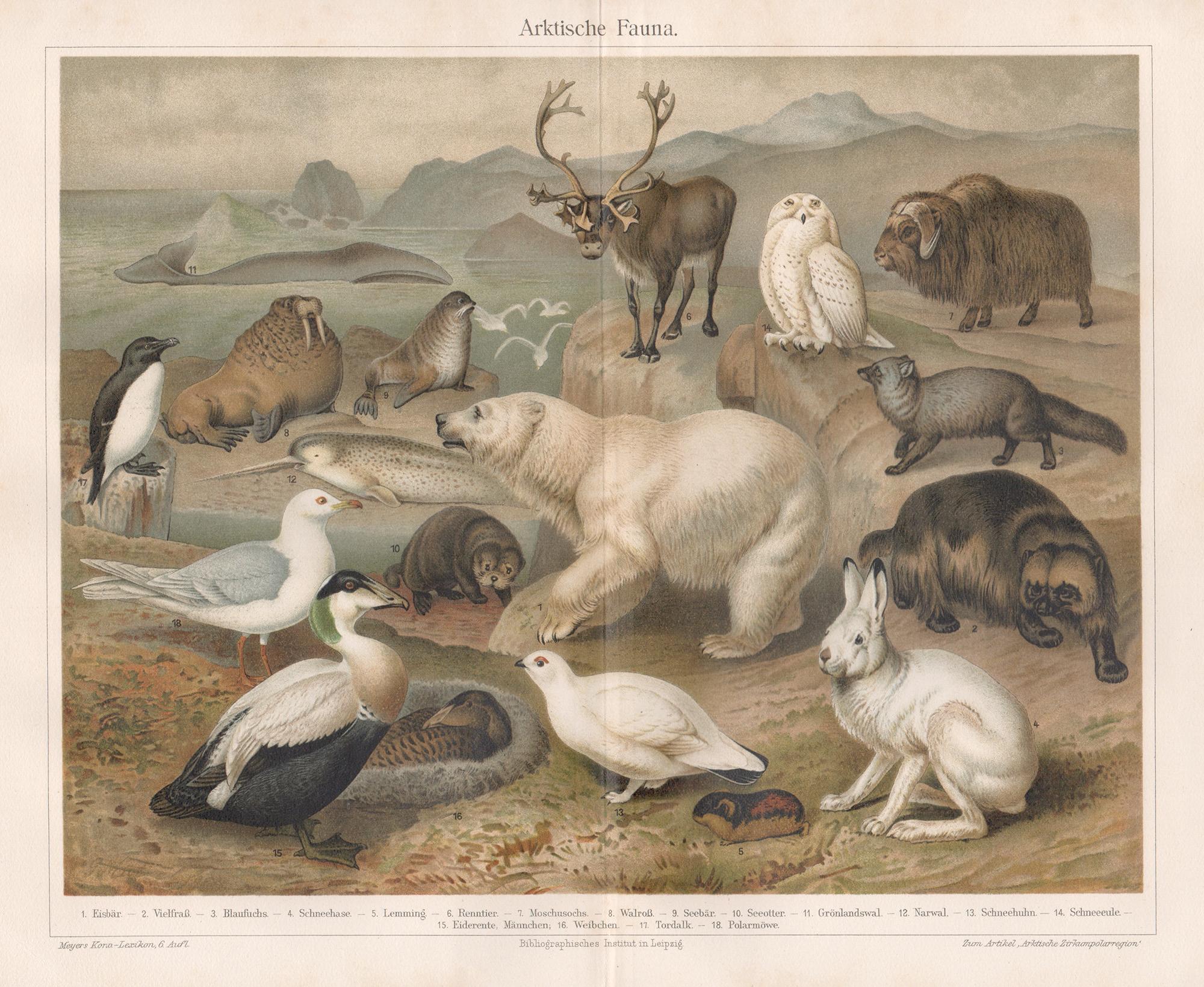 Print Unknown - Antiquities Fauna (Faune arctique), chromolithographie allemande d'animaux anciens