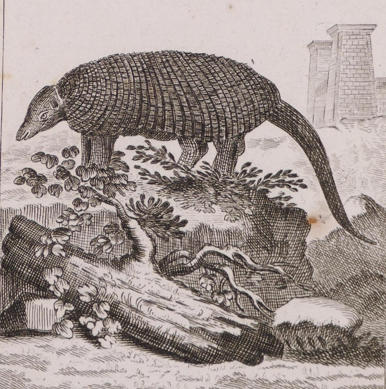 Armadillo - Original Etching - 19th Century - Print by Unknown