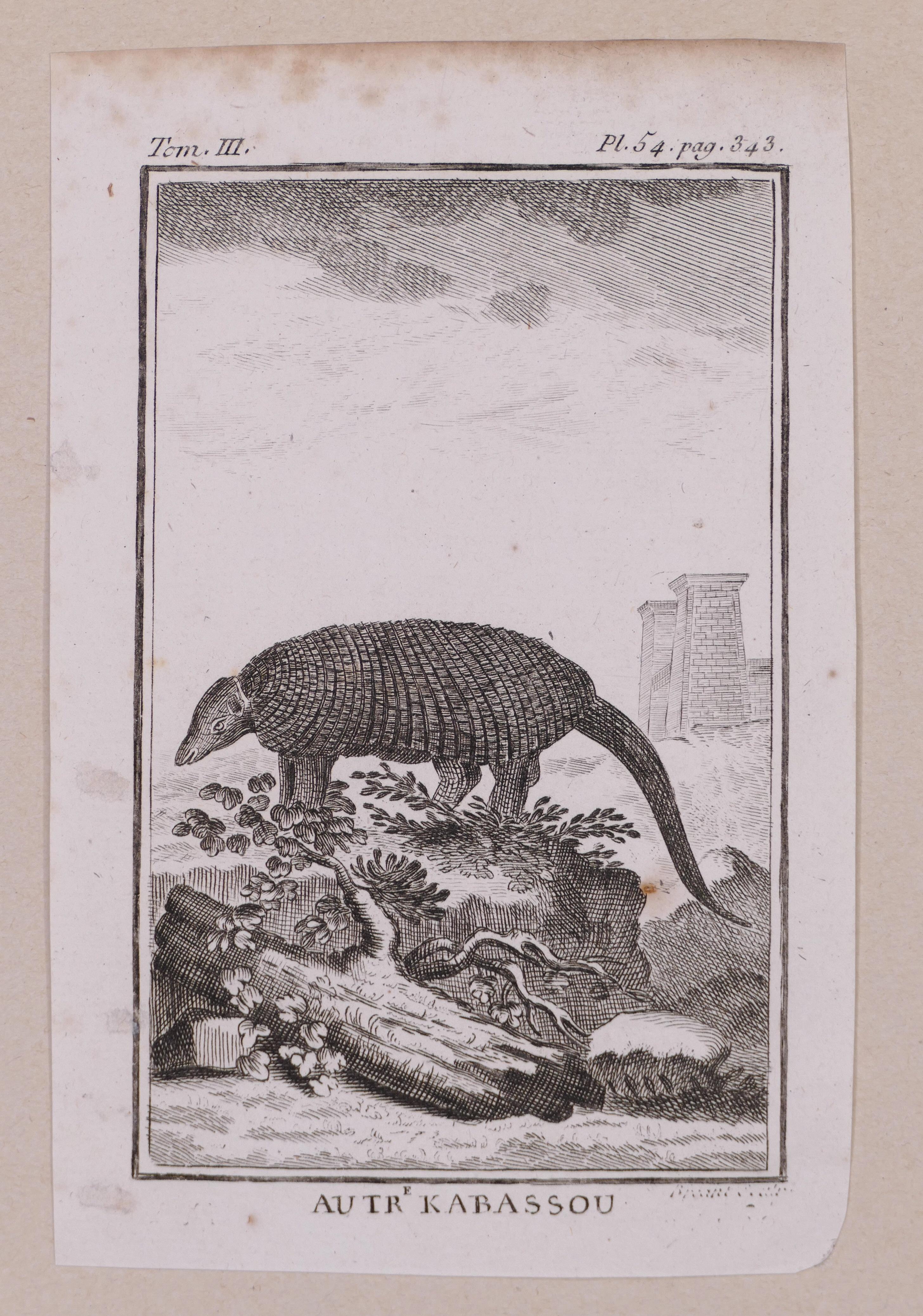 Unknown Animal Print - Armadillo - Original Etching - 19th Century