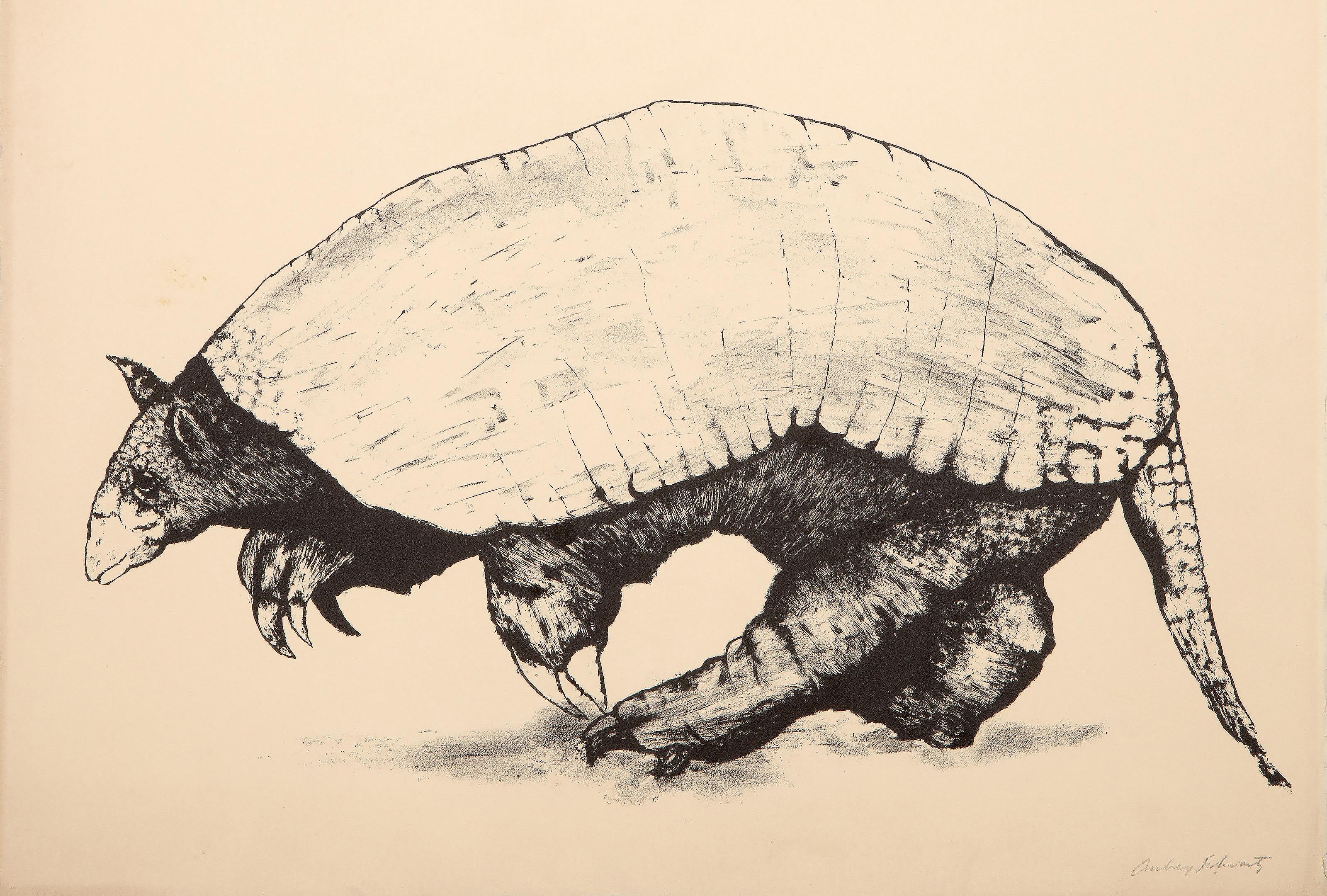  Aubrey Schwartz, estadounidense (1928 - 2019) -  Armadillo, Año: hacia 1962, Medio: Litografía sobre Arches, firmada y numerada a lápiz, Edición: 150, Tamaño de la imagen: 10 x 16 pulgadas, Tamaño: 15 x 18 pulgadas (38,1 x 45,72 cm) 
