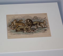 Asiatic Lion, Lioness, Bengal Tiger, Leopard, Jaguar Antique Print