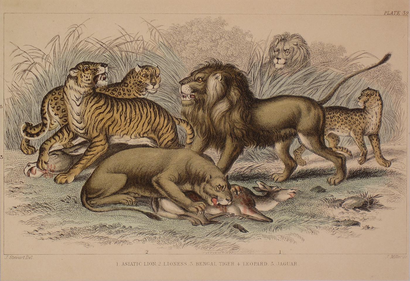 Impression ancienne de lion asiatique, de lionne, de tigre du Bengale, de léopard et de jalon