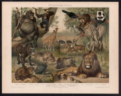 Athiopische Fauna (African animals), German antique natural history print