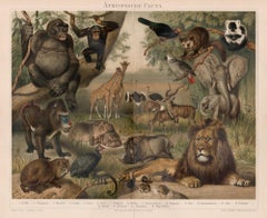 Athiopische Fauna (African animals), German Antique natural history print