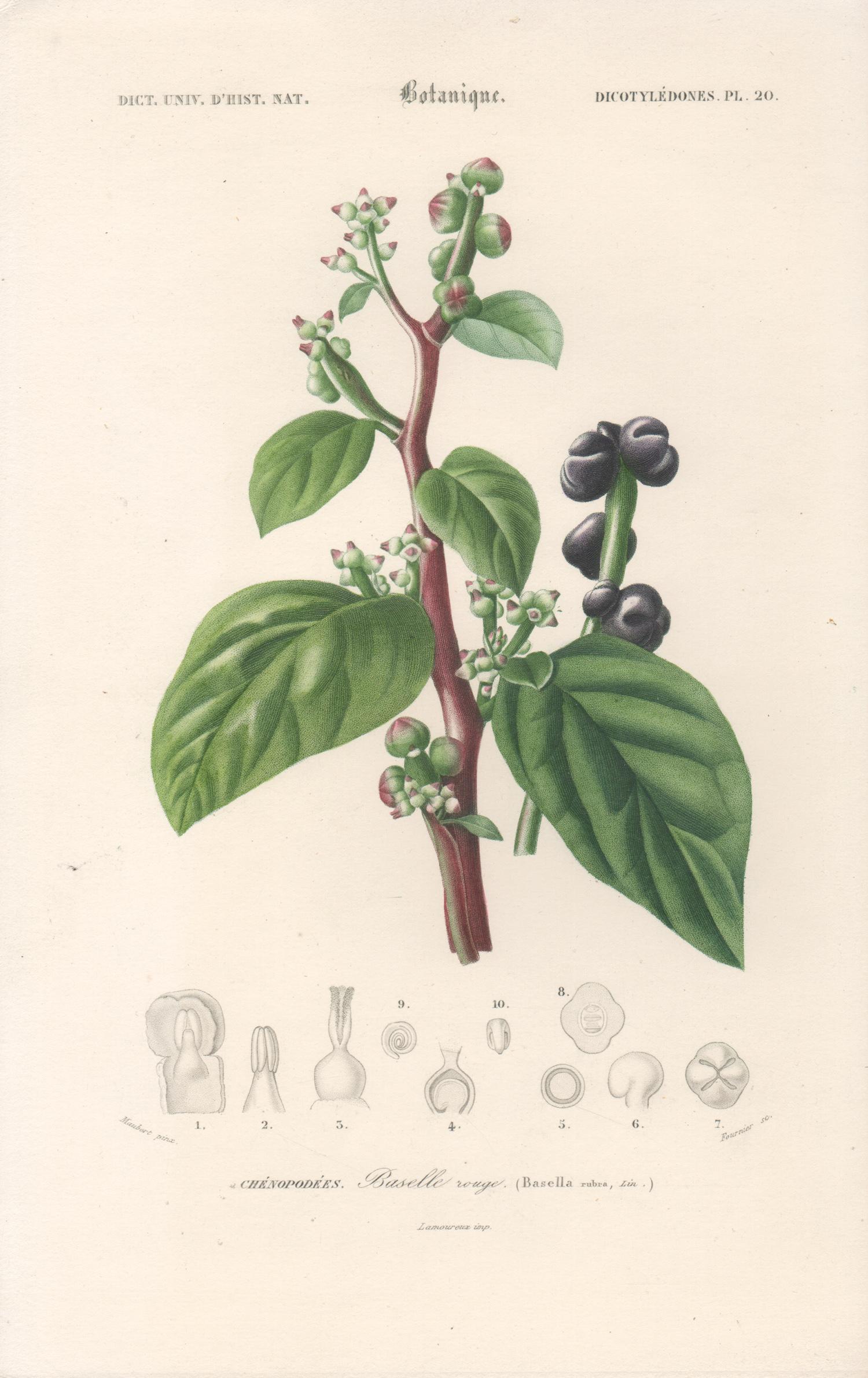 Unknown Still-Life Print - Baselle rouge (Basella rubra) (Malabar spinach) French botanical engraving, 1849