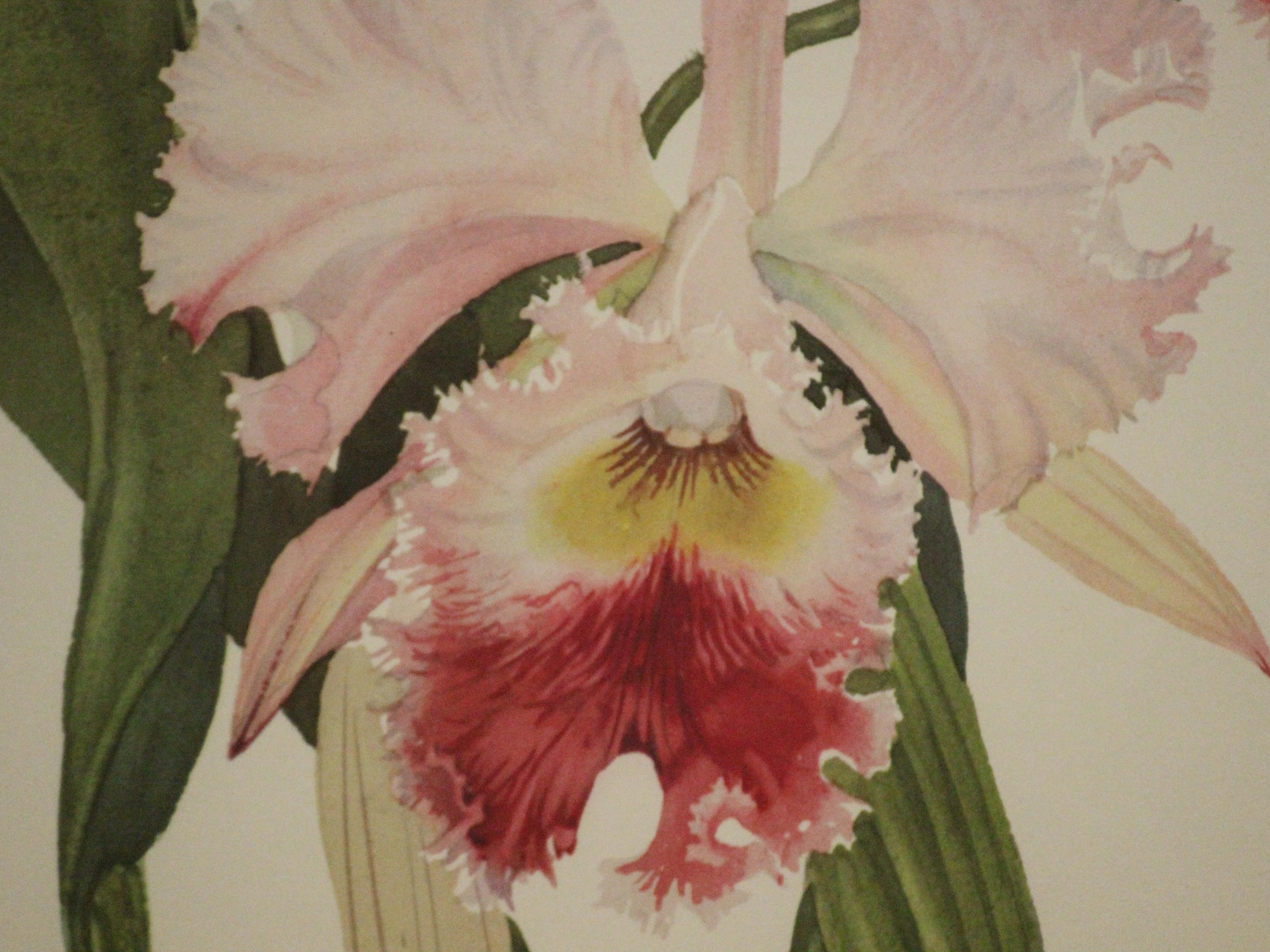 Lovely color orchid plate by Andrey Avinoff pinx

Charlesworth 1908

Van Leer Imp.

Print Sz: 19