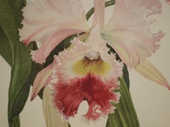 "Bc. Cliftonii Magnifica" by Andrey Avinoff 1960 Lithograph