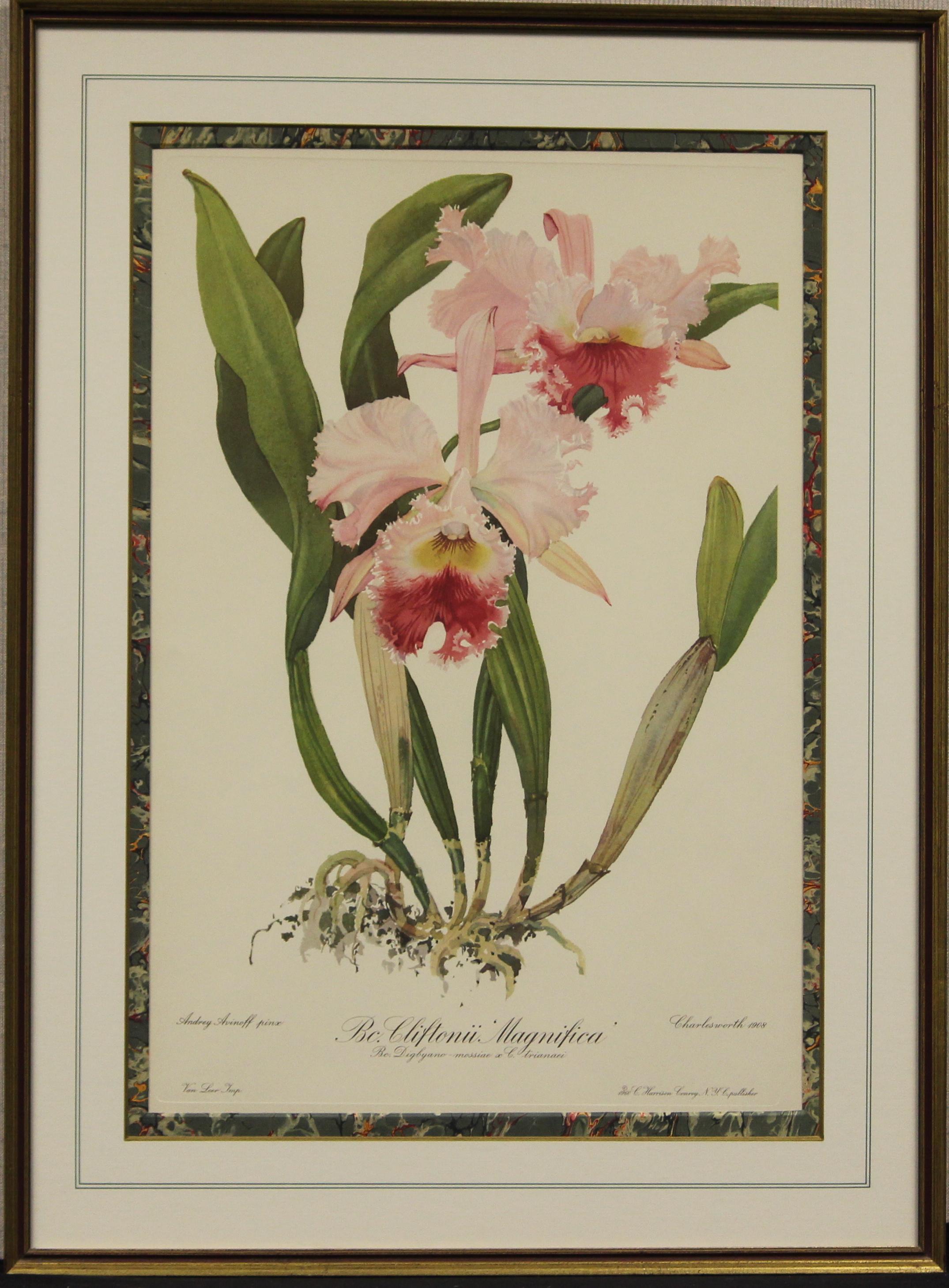 "Bc. Cliftonii Magnifica" - Print by Unknown