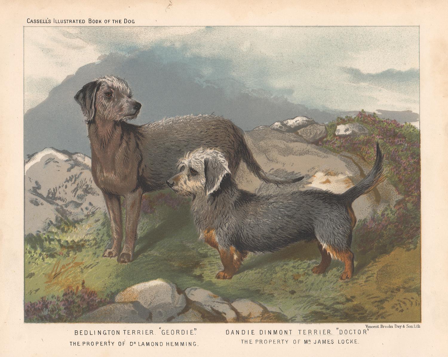 Unknown Animal Print - Bedlington Terrier and Dandie Dinmont Terrier, dog chromolithograph, 1881