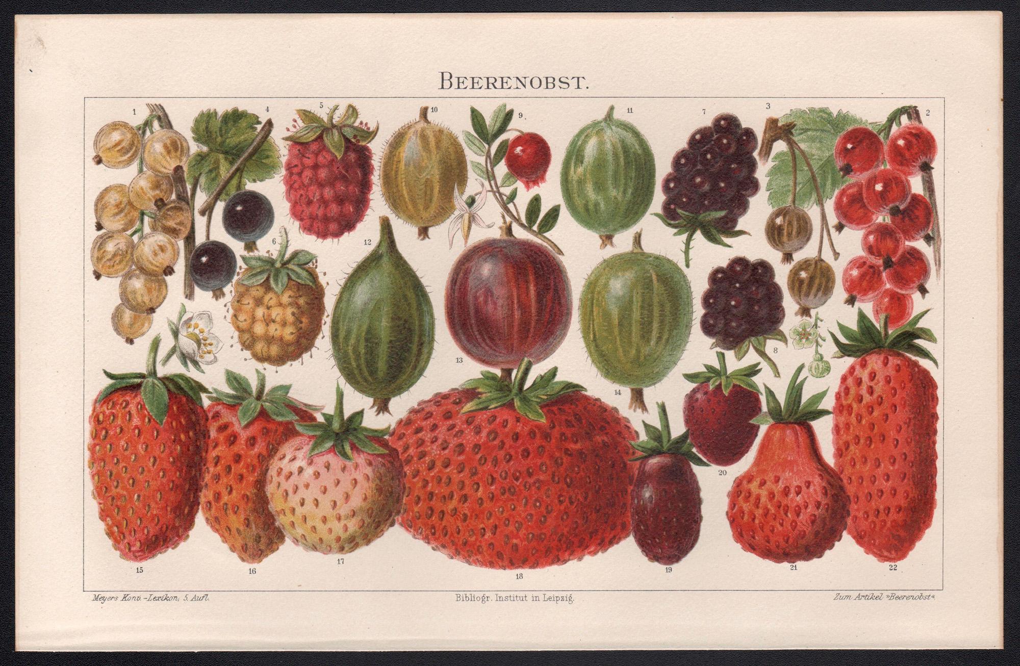 Berries, Antique Botanical Fruit Chromolithograph, circa 1895 - Print by Unknown