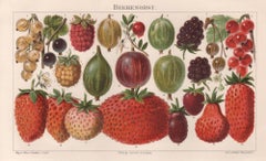 Bacche, antica cromolitografia botanica di frutta, 1895 circa