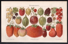 Berries, German antique botanical fruit chromolithograph print