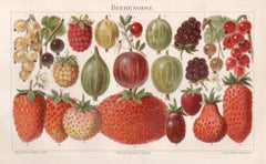 Berries, German antique botanical fruit chromolithograph print