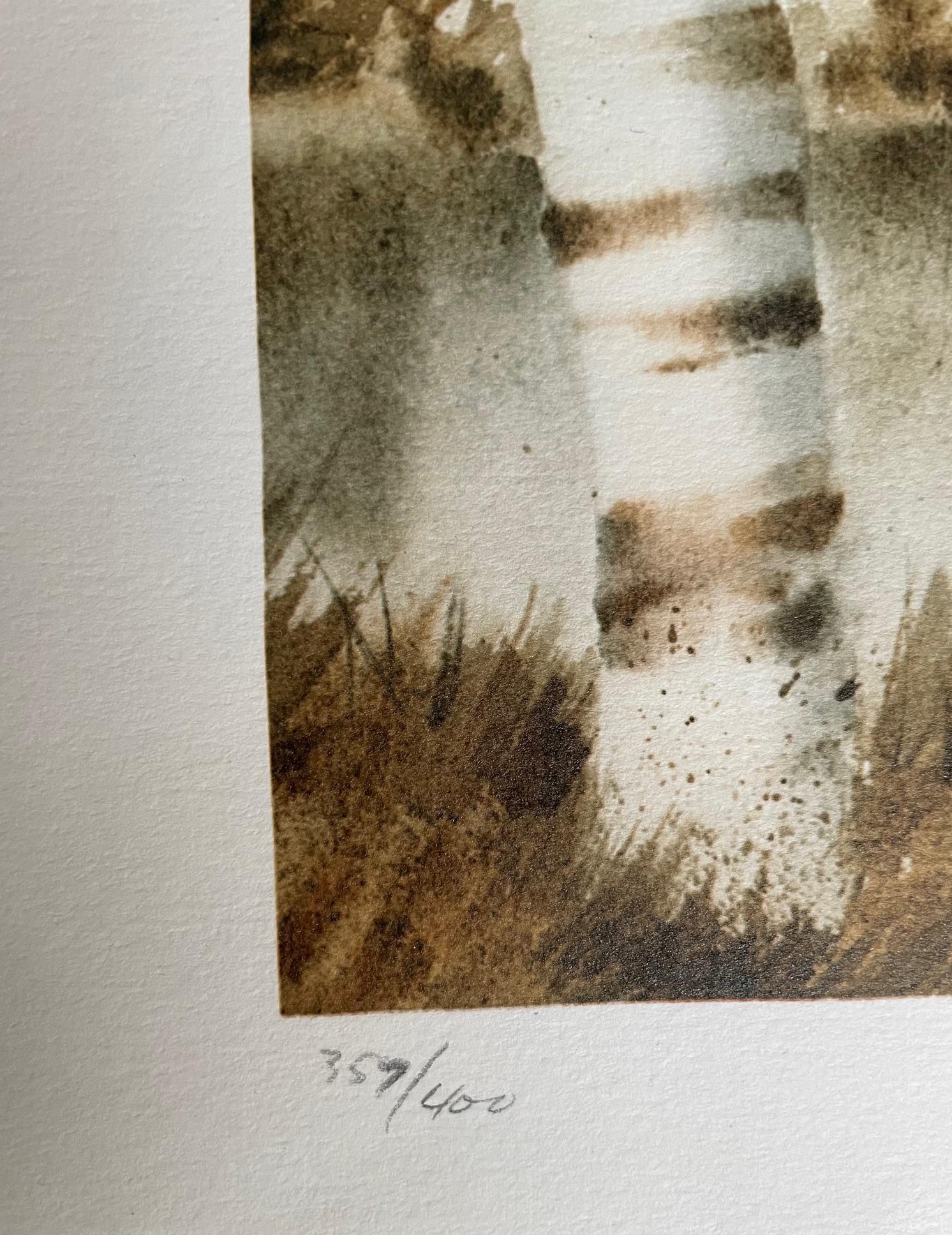 „Birch Bog“ von Owen Wexler – Print von Unknown