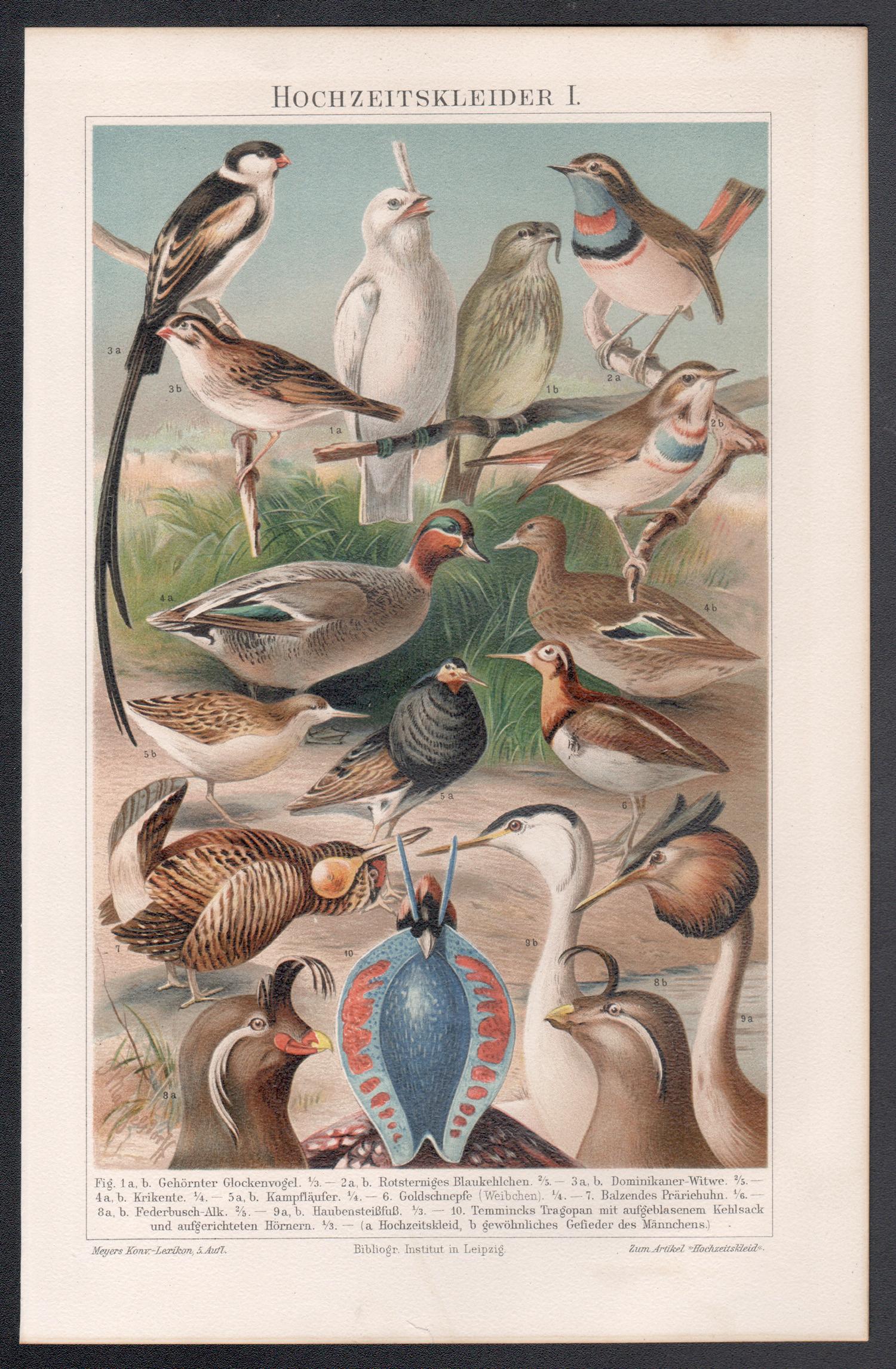 Aves, impresión cromolitográfica antigua alemana de historia natural - Print de Unknown