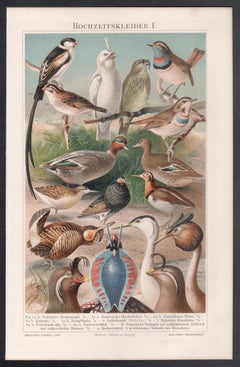 Vogele, Deutscher Chromolithographiedruck aus der antiken Naturgeschichte