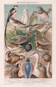Vogele, Deutscher Chromolithographiedruck aus der antiken Naturgeschichte
