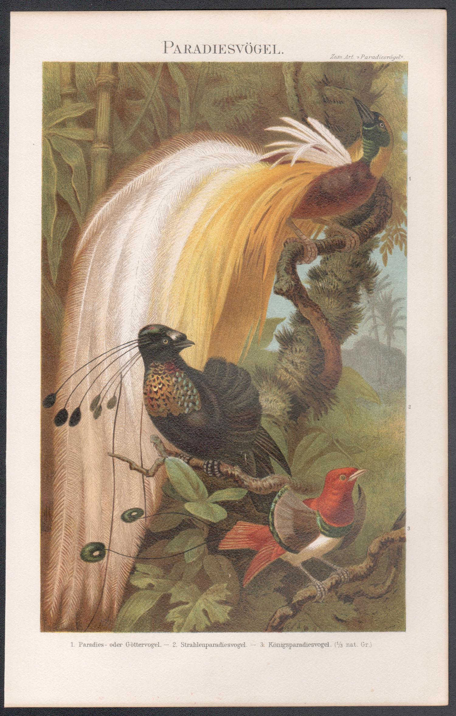 Aves del Paraíso, impresión cromolitográfica alemana antigua de historia natural - Print de Unknown