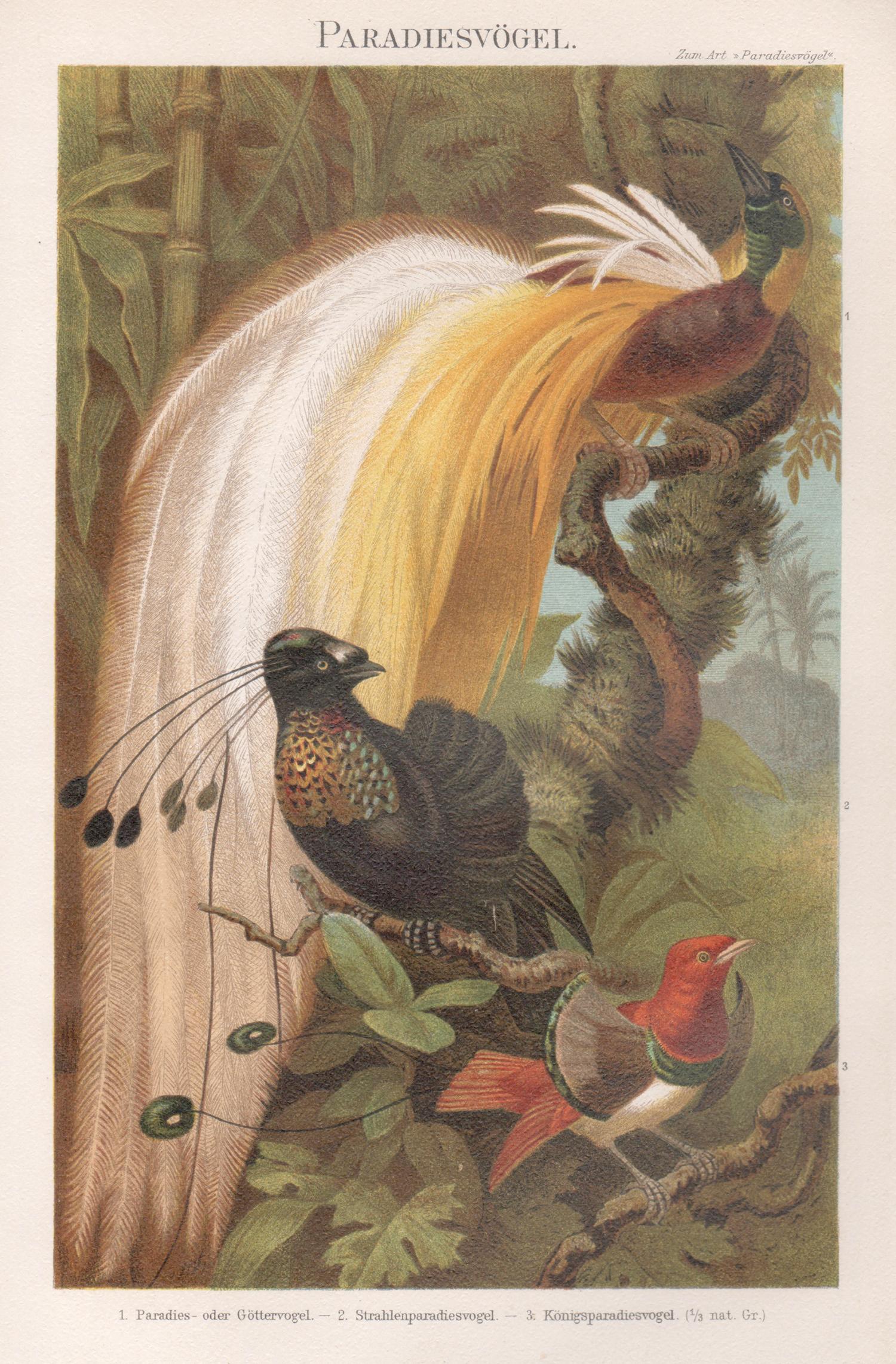 Vogel des Paradieses, deutscher Chromolithographiedruck aus der antiken Naturgeschichte