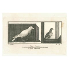 Birds - Original Etching - 18th Century