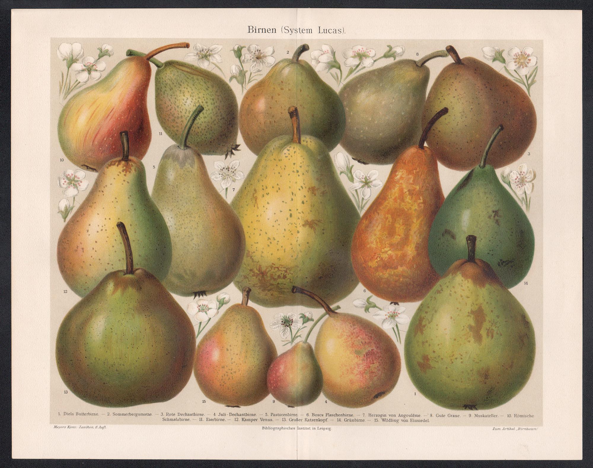 Birnen (System Lucas) (Pears), German antique botanical fruit chromolithograph - Print by Unknown