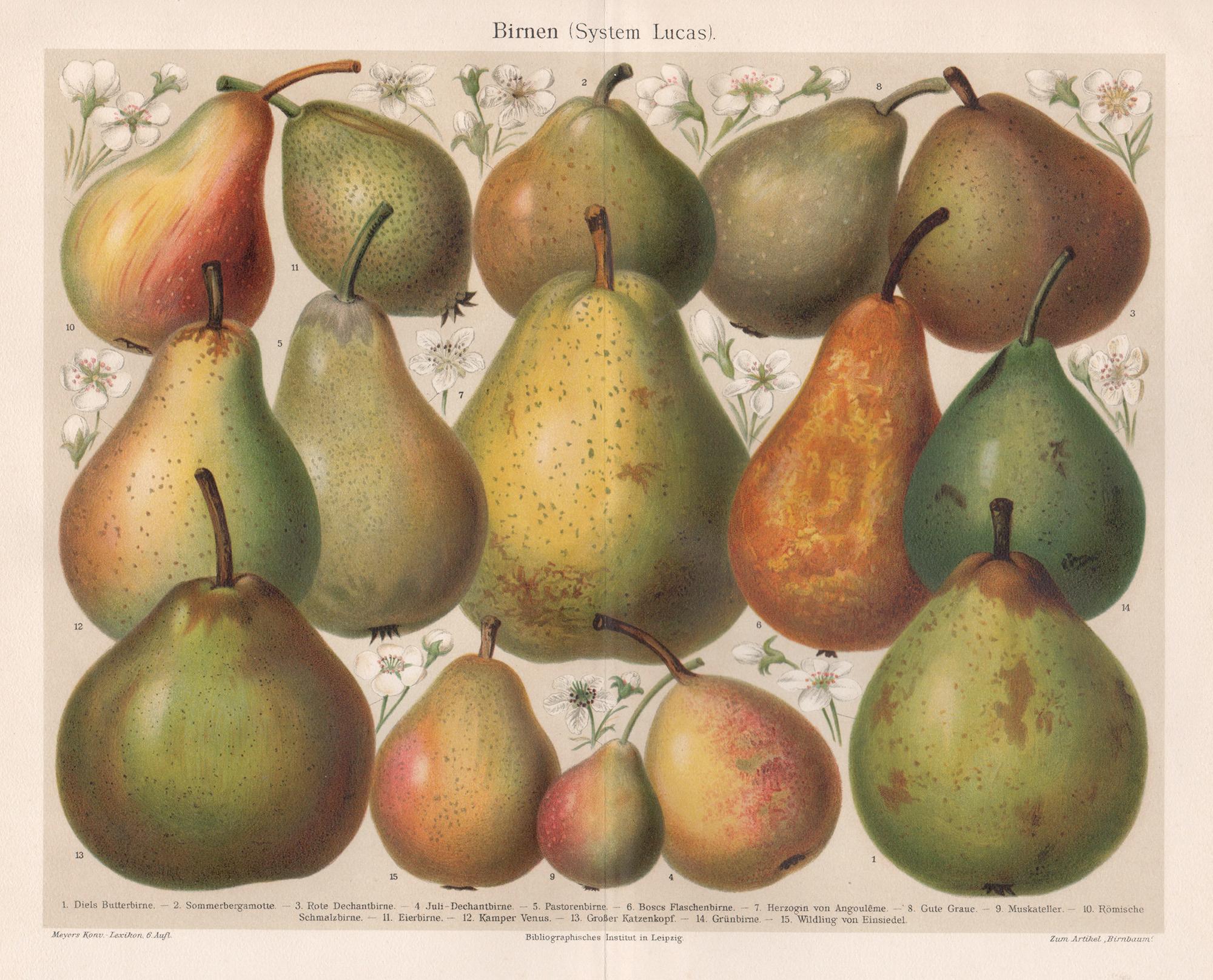 Unknown Print - Birnen (System Lucas) (Pears), German antique botanical fruit chromolithograph