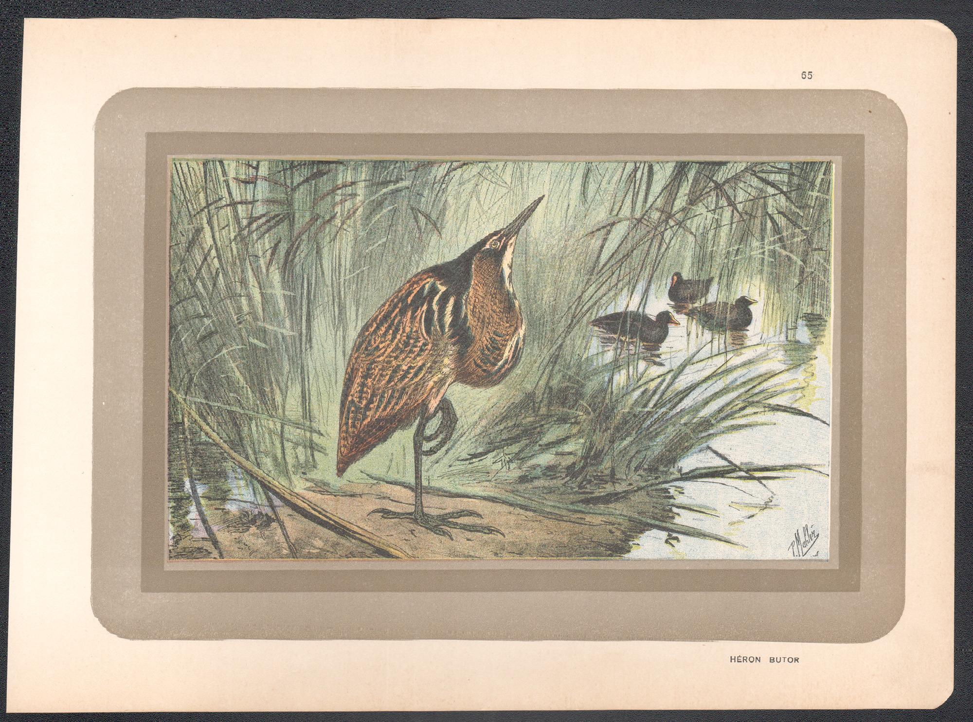 Bittern, gravure d'art d'oiseau d'eau d'histoire naturelle française ancienne - Print de Unknown