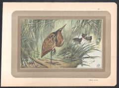 Rohrdommel, Französisch antike Naturgeschichte Wasservogel Kunstdruck