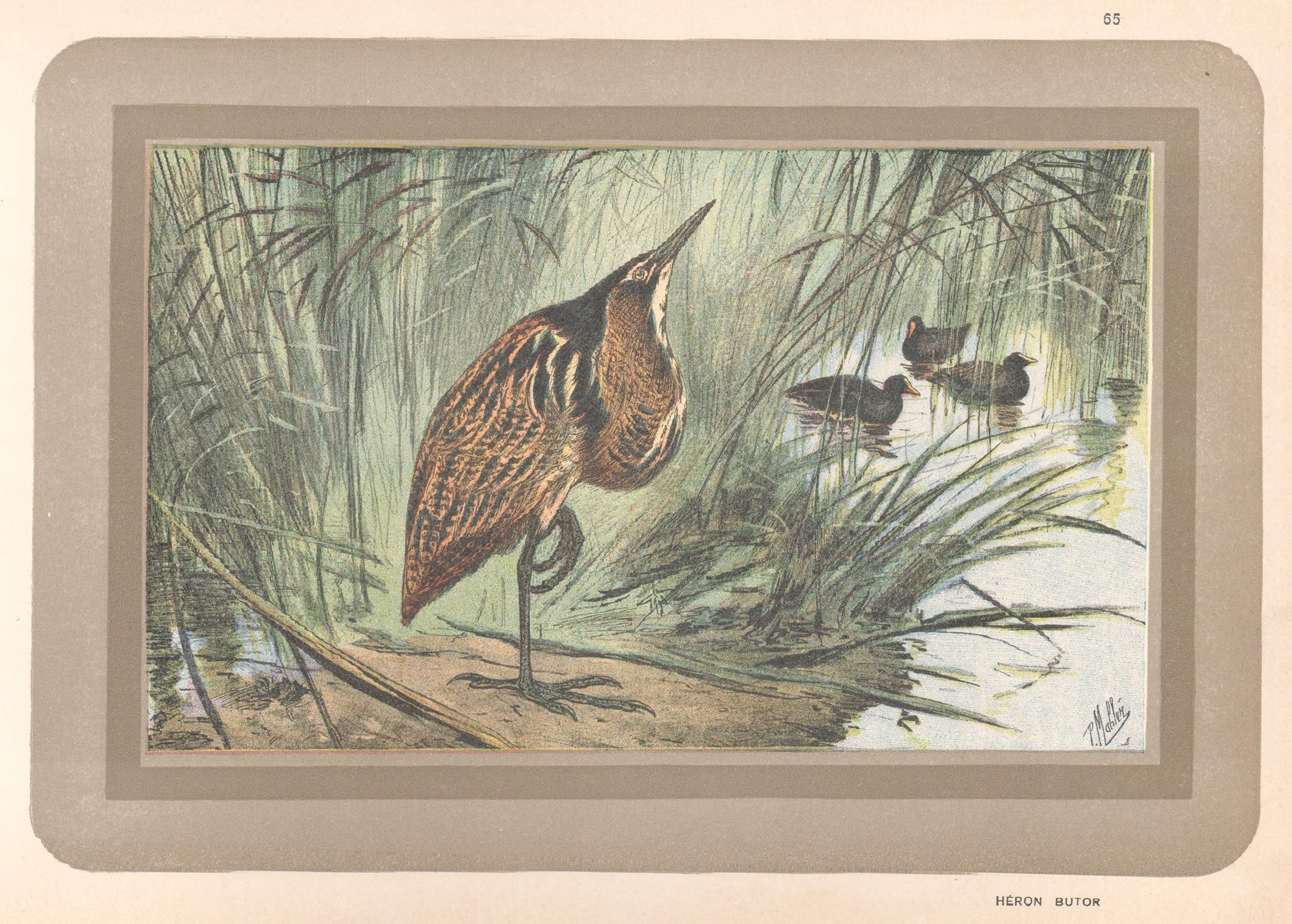 Unknown Animal Print - Bittern, French antique natural history water bird art print