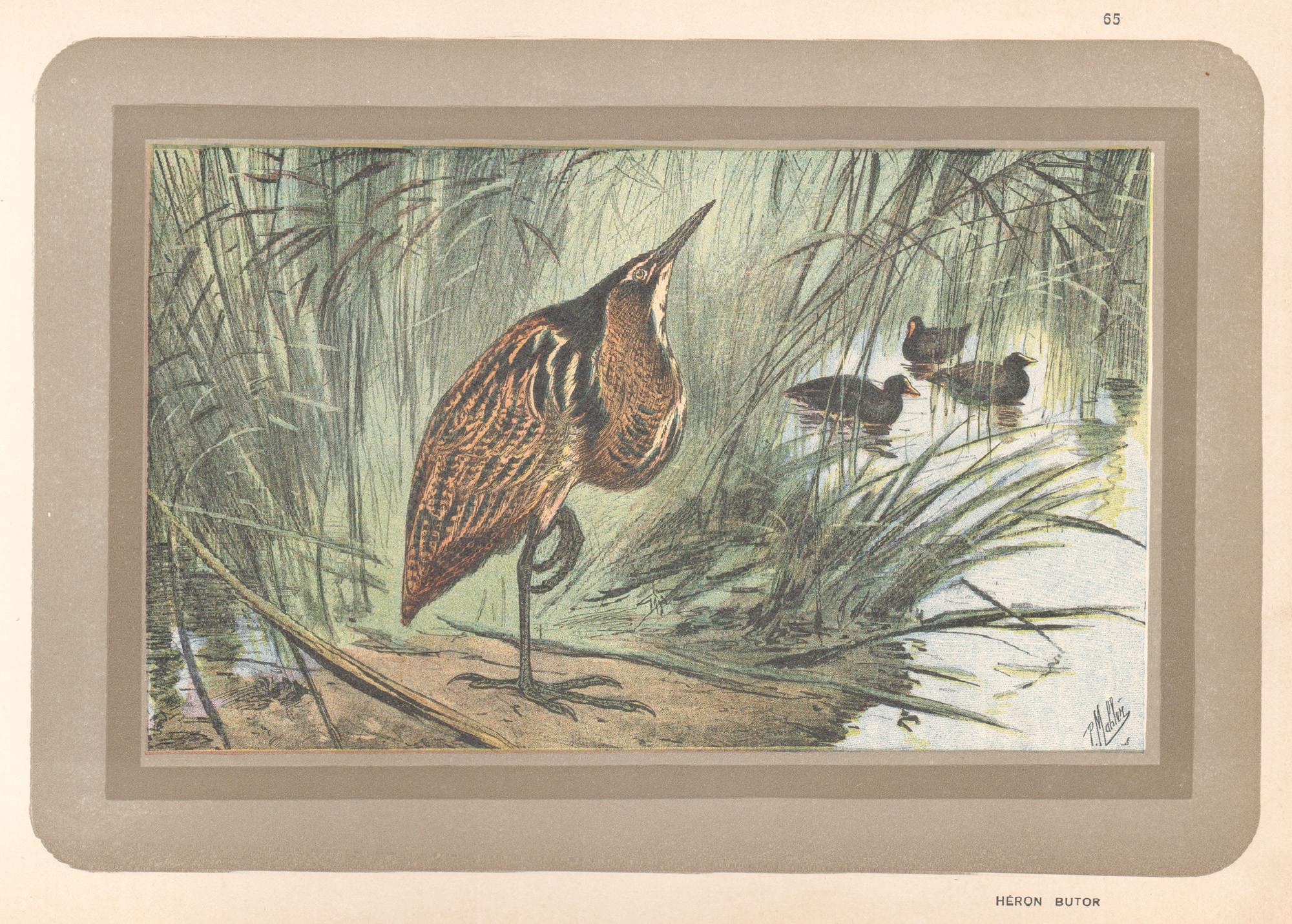 Animal Print de Unknown - Avetoro, historia natural antigua francesa impresión artística de aves acuáticas