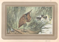 Bittern, French Vintage natural history water bird art print