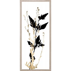 Black and White Herbarium, No. 3, gold leaf, framed