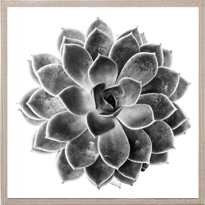 Unknown Abstract Print - Black and White Succulent 1, photography, framed