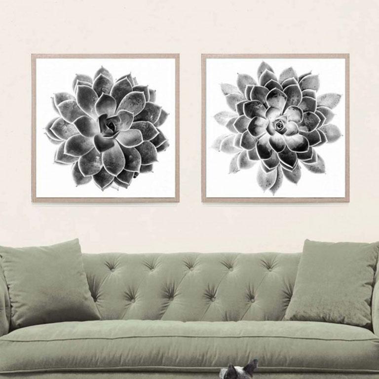 Black and White Succulent 1, photography, unframed - Print by Unknown