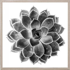 Black and White Succulent 1, photography, unframed